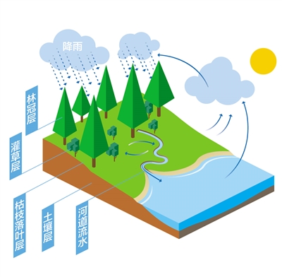 森林為什么是“水庫(kù)”？