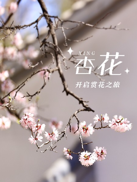 追花指南第六期！杏花雨 楊柳風(fēng) 北京最美的杏花在這里