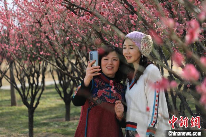 市民在梅花樹下拍照。　鄧小強(qiáng) 攝