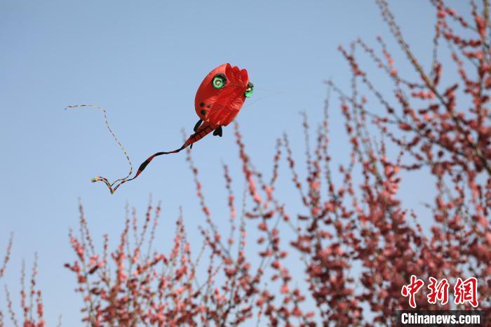 風(fēng)箏在花中飛舞?！∴囆?qiáng) 攝