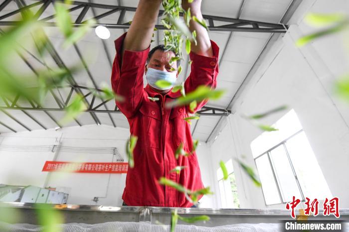 村民將茶葉攤青晾干?！钊A峰 攝