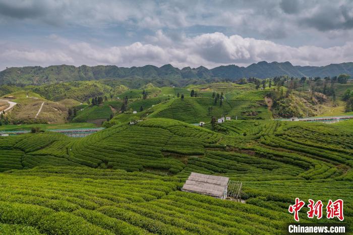 貴定縣云霧茶園?！√普?攝