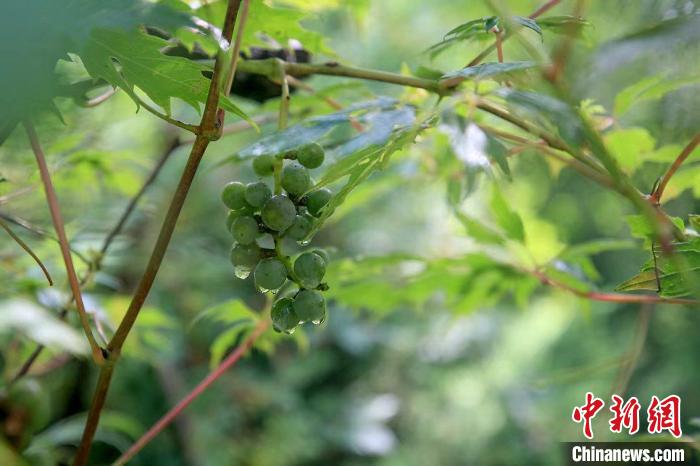 野生動(dòng)物在北京：如何筑牢生物多樣性“保護(hù)網(wǎng)”？