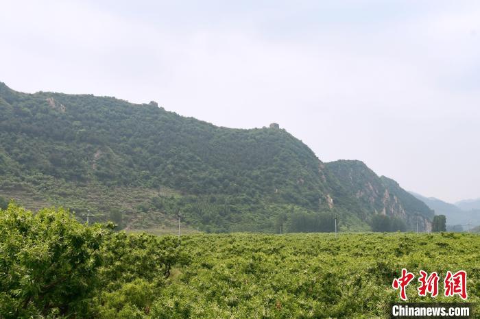 長(zhǎng)城腳下萬(wàn)畝栗花綻放，散發(fā)出淡淡清香?！『略破?攝