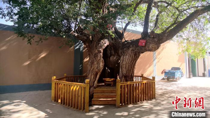 圖為阿河灘地質(zhì)文化村樹齡高達800年的空心古榆樹?！埡ｖ?攝