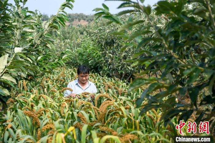 農(nóng)業(yè)專家劉正理正在查看谷子生長情況?！≮w亮 攝