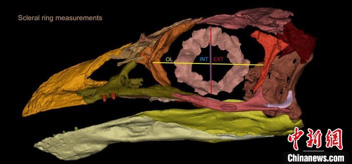 熱河鳥STM3-8化石標(biāo)本的鞏膜環(huán)復(fù)原及測(cè)量示意圖?！『?供圖