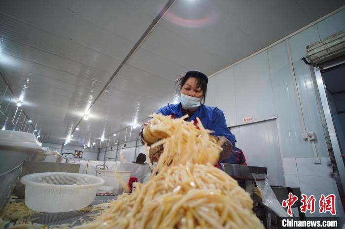 圖為一名工人正在處理切成條狀后的酸筍。　韋國(guó)政 攝