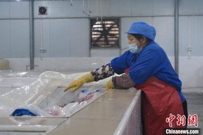 圖為一名工人正在檢查酸筍腌制情況?！⒖÷?攝