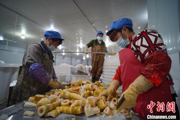 圖為多名工人正在將酸筍切成小塊。　韋國(guó)政 攝