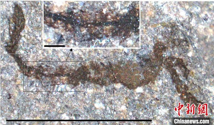 一個(gè)類似于寒武紀(jì)大附肢綱節(jié)肢動(dòng)物Yohoia的新物種(圖片來(lái)自Joe Botting)?！∈┢樟指瘛ぷ匀?供圖