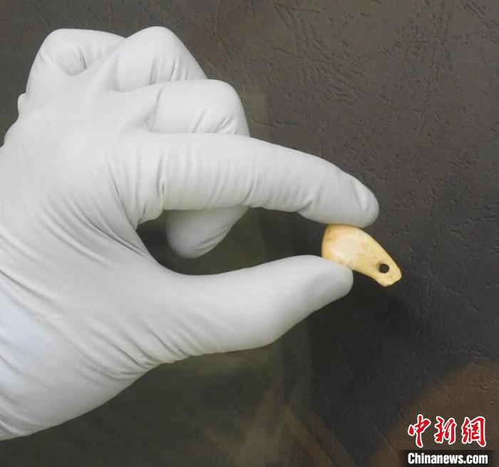 打孔鹿牙墜飾提取DNA后(圖片來自馬克斯·普朗克演化人類學研究所)。　施普林格·自然 供圖