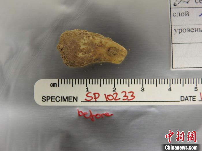 打孔鹿牙墜飾提取DNA前(圖片來自馬克斯·普朗克演化人類學研究所)?！∈┢樟指瘛ぷ匀?供圖