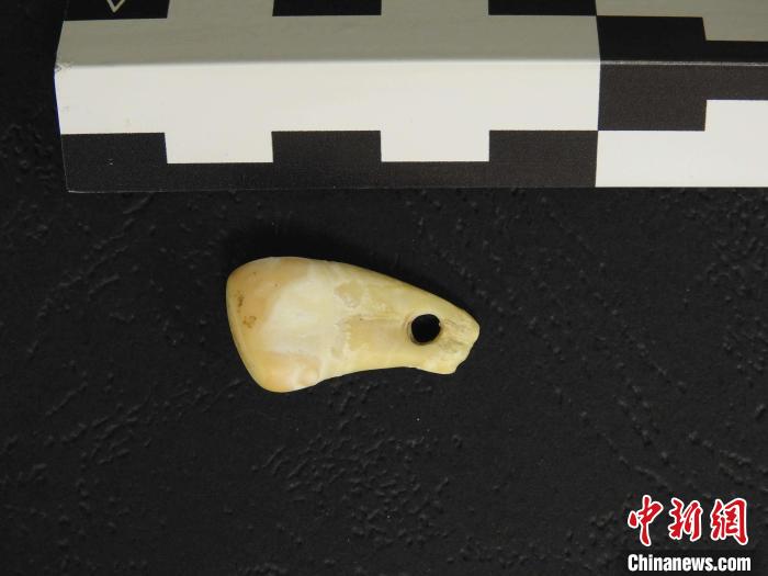 在南西伯利亞丹尼索瓦洞發(fā)現(xiàn)的打孔鹿牙墜飾(圖片來自馬克斯·普朗克演化人類學研究所)?！∈┢樟指瘛ぷ匀?供圖