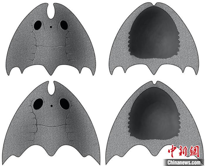 九江江夏魚(上)和后棘江夏魚(下)(史愛娟/繪)?！≈锌圃汗偶棺邓?供圖