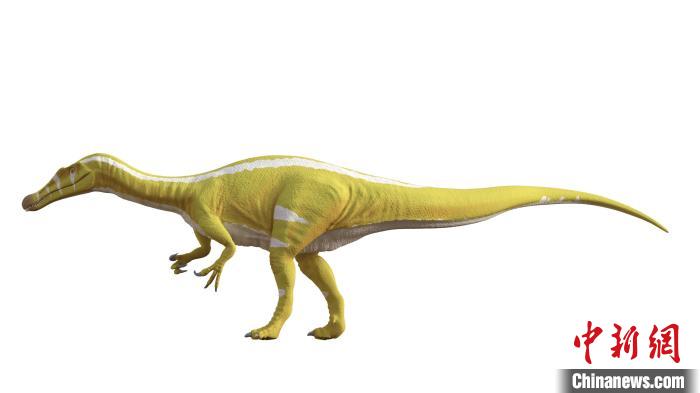 棘龍類新物種Protathlitis cinctorrensis(圖源Grup Guix)?！∈┢樟指瘛ぷ匀?供圖