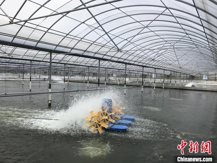 南美白對蝦養(yǎng)殖基地?！∠笊轿r蟹科技小院供圖