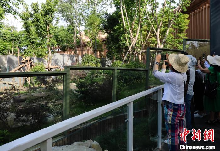海外華文媒體近距離參觀大熊貓，探尋大熊貓的“大運(yùn)情緣”?！⊥趵?攝