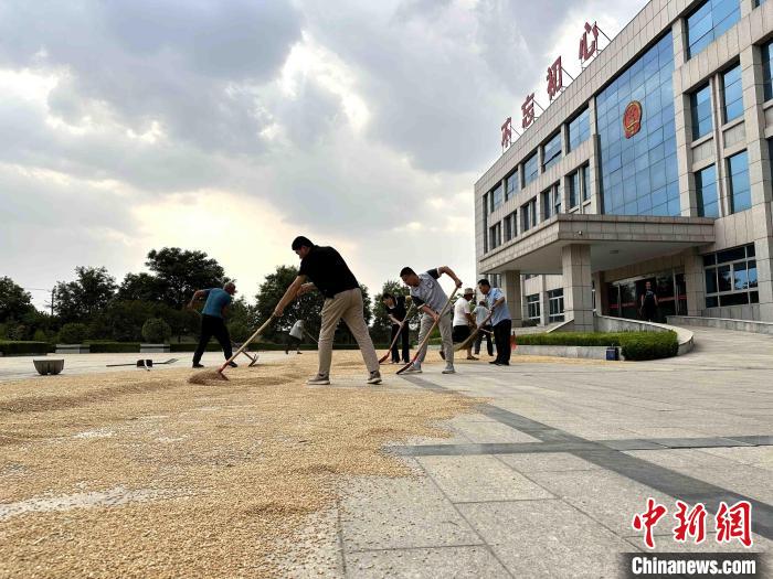 平原縣組織志愿者幫助農(nóng)民晾曬小麥。　張偉 攝