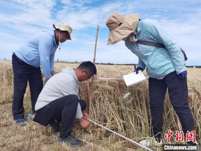去年新疆冬小麥高產紀錄是863.8公斤。　薛瑋 攝