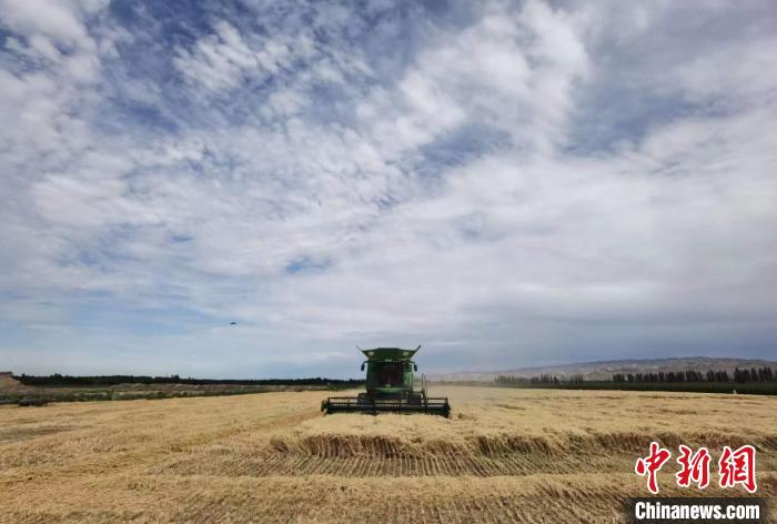 894.3公斤！石河子一麥田再創(chuàng)新疆冬小麥畝產新高