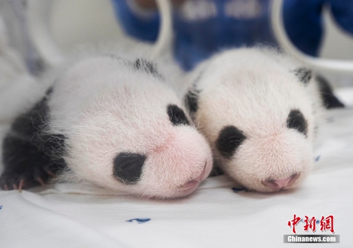 當(dāng)?shù)貢r(shí)間8月7日，韓國(guó)三星愛(ài)寶樂(lè)園公布雌性雙胞胎大熊貓幼崽(左為姐姐，右為妹妹)于6日拍攝的滿月照。愛(ài)寶樂(lè)園 供圖