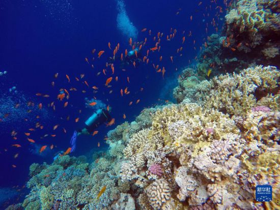  10月2日，人們?cè)诎＜拔髂伟雿u達(dá)哈布藍(lán)洞內(nèi)的珊瑚旁深潛。新華社記者 隋先凱 攝