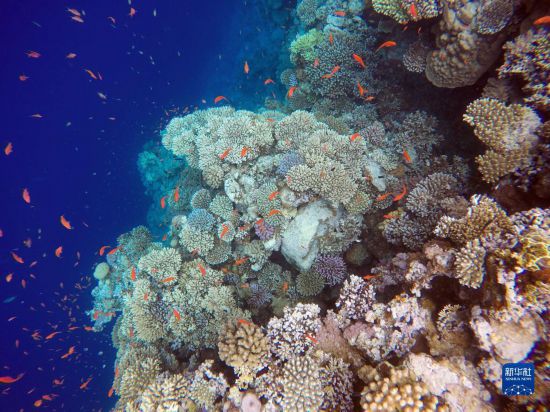  這是10月2日在埃及西奈半島達(dá)哈布藍(lán)洞內(nèi)拍攝的珊瑚和魚(yú)類。新華社記者 隋先凱 攝