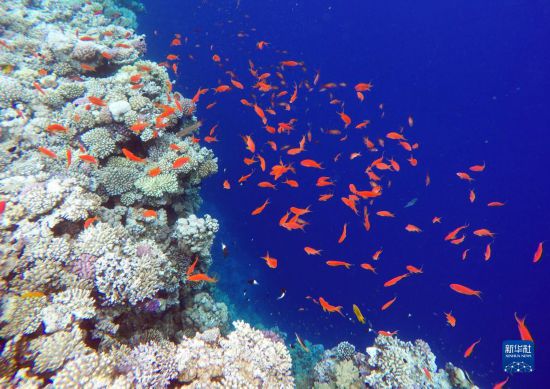  這是10月2日在埃及西奈半島達(dá)哈布藍(lán)洞內(nèi)拍攝的珊瑚和魚(yú)類。新華社記者 隋先凱 攝