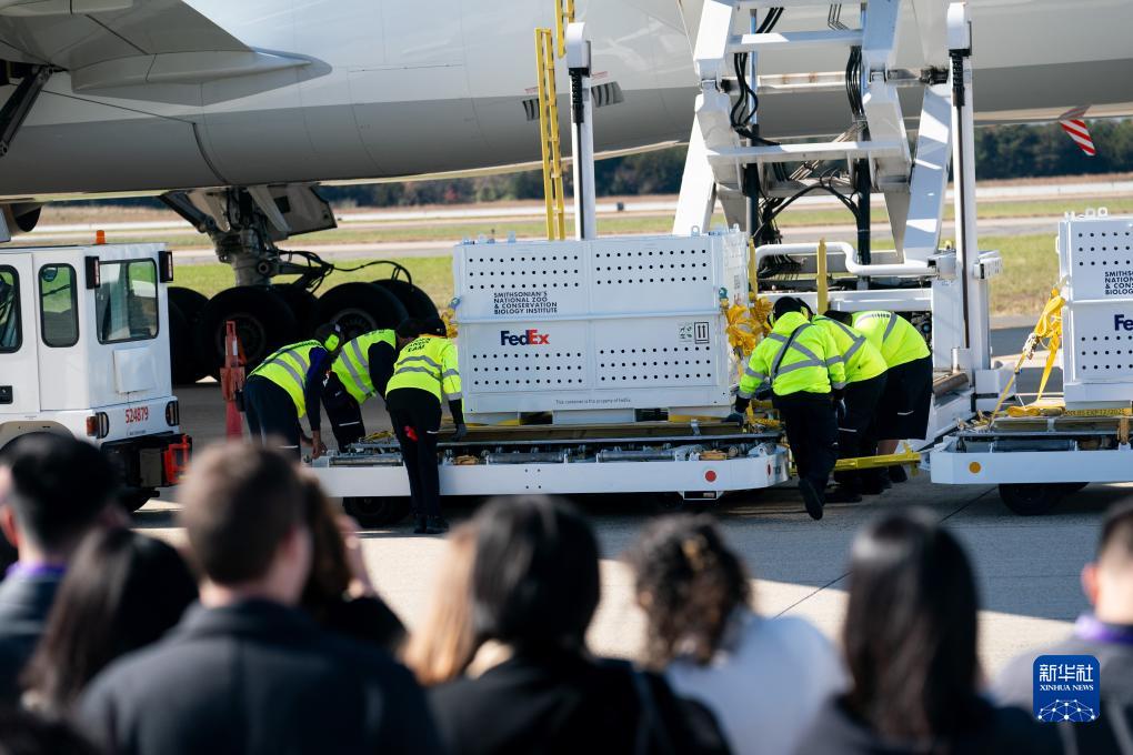 11月8日，在美國(guó)弗吉尼亞州的華盛頓杜勒斯國(guó)際機(jī)場(chǎng)，裝有大熊貓的特制“旅行包廂”準(zhǔn)備運(yùn)上專機(jī)。新華社記者劉杰攝