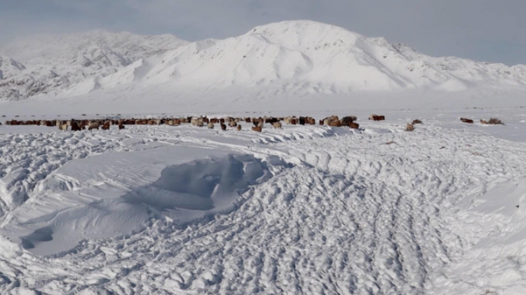 蒙古國近日發(fā)生雪災(zāi)。圖片來源：蒙政府網(wǎng)站