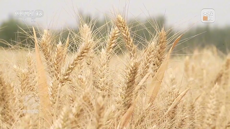 焦點(diǎn)訪談丨一粒良種 萬擔(dān)好糧 探索農(nóng)作物高產(chǎn)高質(zhì)“新密碼”