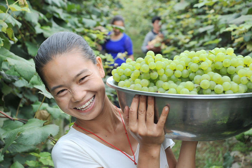“關口葡萄谷”正成為花坪鎮(zhèn)域經(jīng)濟發(fā)展的重要增長點。