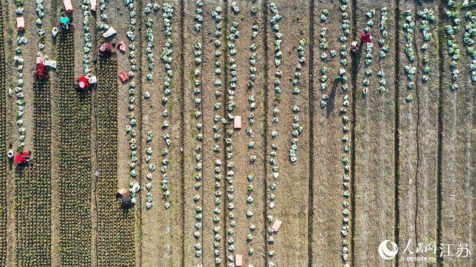 效佐社區(qū)村民對苗木進行田間管理。丁華明攝