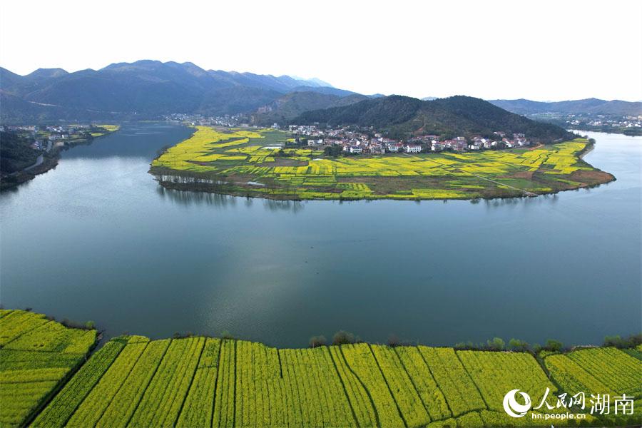 春江水暖，油菜花開。人民網(wǎng) 李芳森攝