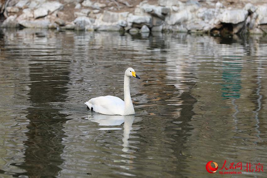 北京動物園水禽湖上，水鳥游弋其中，傳遞春的消息。人民網(wǎng) 尹星云攝