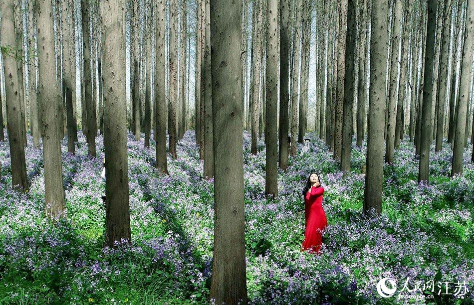 大地好像鋪上了夢(mèng)幻般的地毯，分外迷人。陳義寶攝