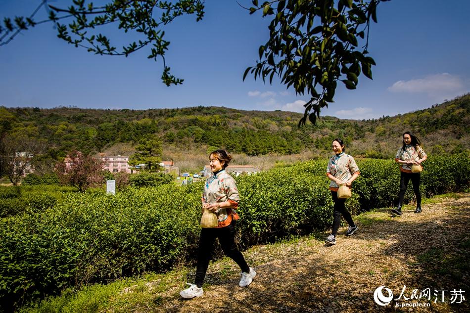 茶農(nóng)走進(jìn)茶園。浦克承攝