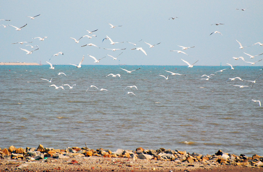 “鳥中大熊貓”遺鷗飛抵濱城。戈榮喜攝