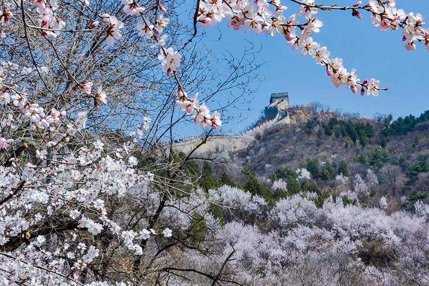 眼下，八達(dá)嶺長(zhǎng)城內(nèi)外春花爭(zhēng)艷。陸軍攝