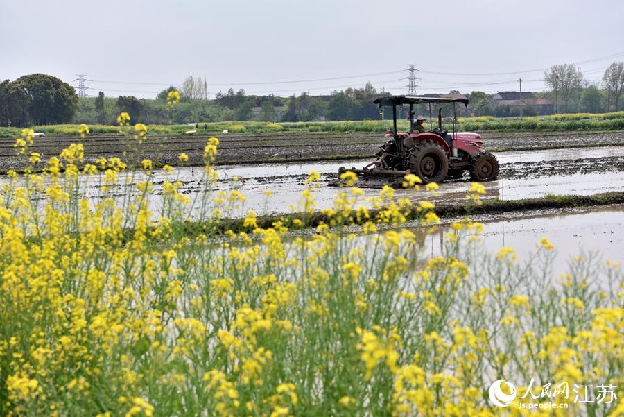第一批早稻開(kāi)始插播。崔煒攝