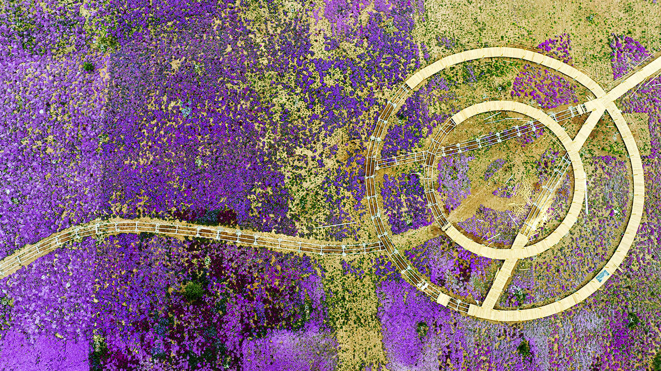 邯鄲市復(fù)興區(qū)德豐生態(tài)園的300畝芝櫻花進(jìn)入最佳觀賞期。放眼望去，五彩音符和豎琴造型下的芝櫻花恰似披上了一層色彩斑斕的錦緞，蔚為壯觀。聶長青攝