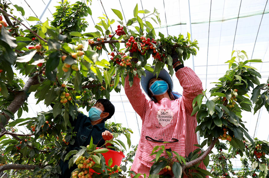 河北省邢臺(tái)市任澤區(qū)東古城村果農(nóng)在大棚里采摘櫻桃。 宋杰攝