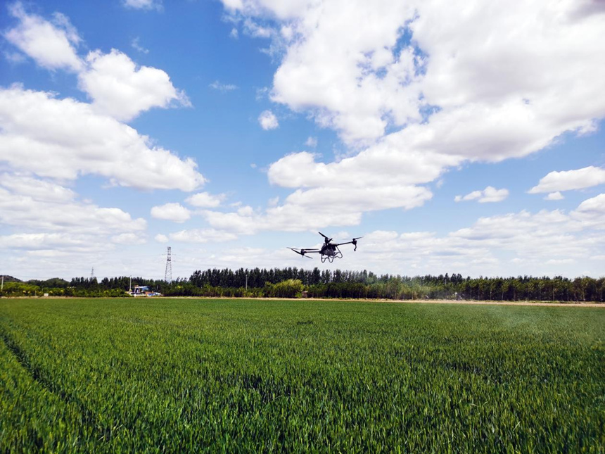 河北省遷安市扣莊鎮(zhèn)海沃之豐合作社利用植保無人機進行“一噴三防”作業(yè)。 張友青攝