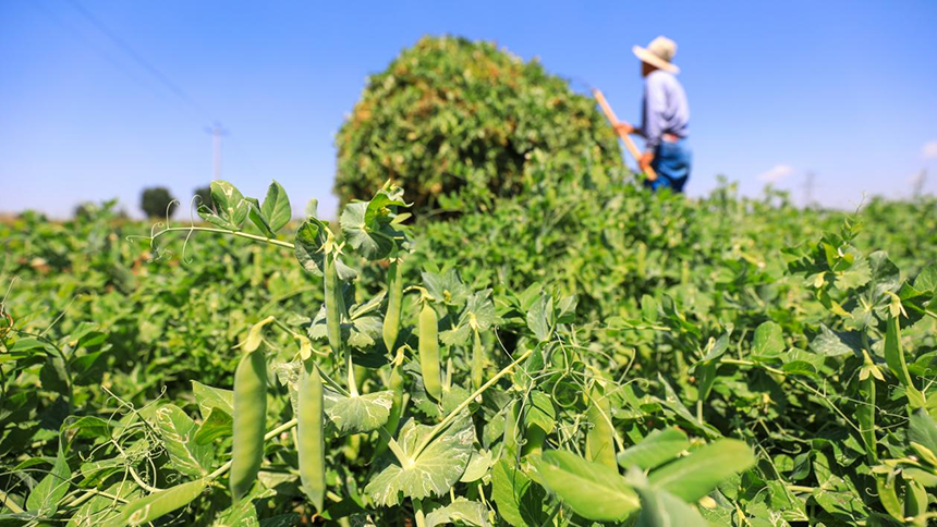 河北省唐山市灤南縣宋道口鎮(zhèn)崔董各莊村農民在田間收獲豌豆。張永新攝