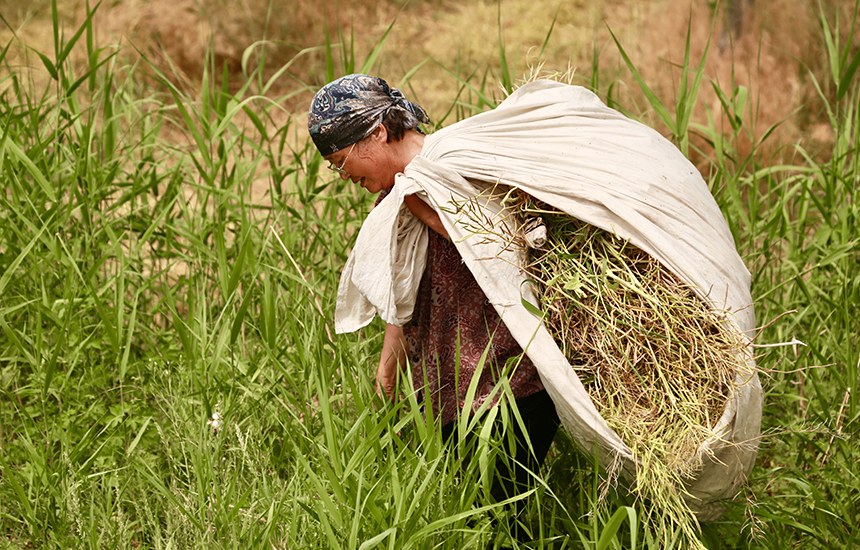 村民在收割油菜花，臉上綻放著豐收的喜悅。陳英華攝