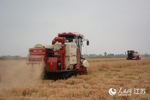 5月下旬，勝利圩高標(biāo)準(zhǔn)農(nóng)田內(nèi)，大型收割機(jī)作業(yè)。韋東寧攝