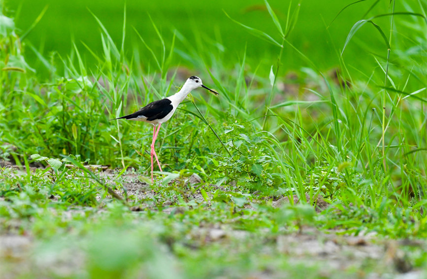 生態(tài)綠屏修復(fù)完成，吸引眾多野生動(dòng)物在此棲息繁衍。翟鑫彬攝