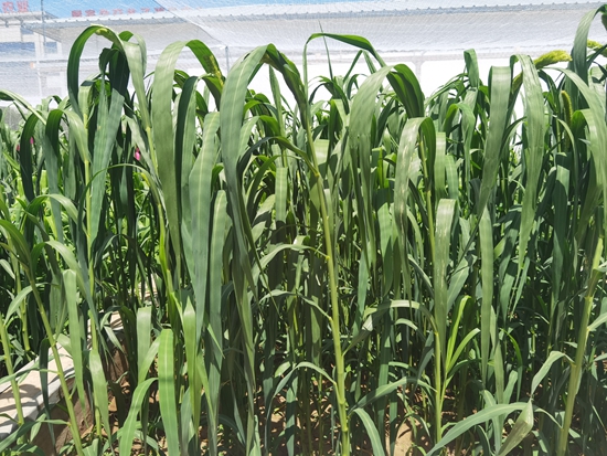 河北省張家口農(nóng)科院試驗(yàn)田中的“張雜谷”正在茂盛生長。 受訪者供圖