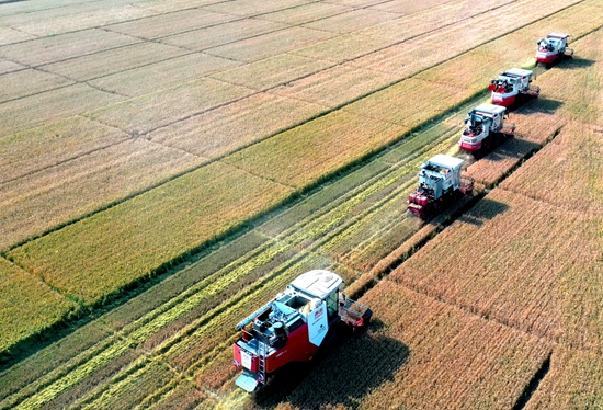 今年6月，河北省衡水市阜城縣碼頭鎮(zhèn)戈家墳村的麥田里，大型聯(lián)合收割機(jī)“組團(tuán)”作業(yè)。 苗鳳強(qiáng)攝
